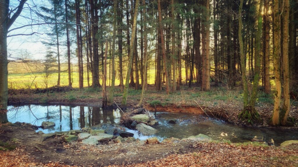 A stream flowing through a forest of tall trees
