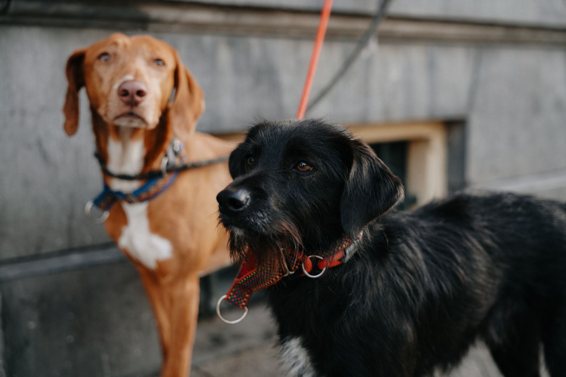 Brown and black dogs on leashes outdoors in Amsterdam, Netherlands